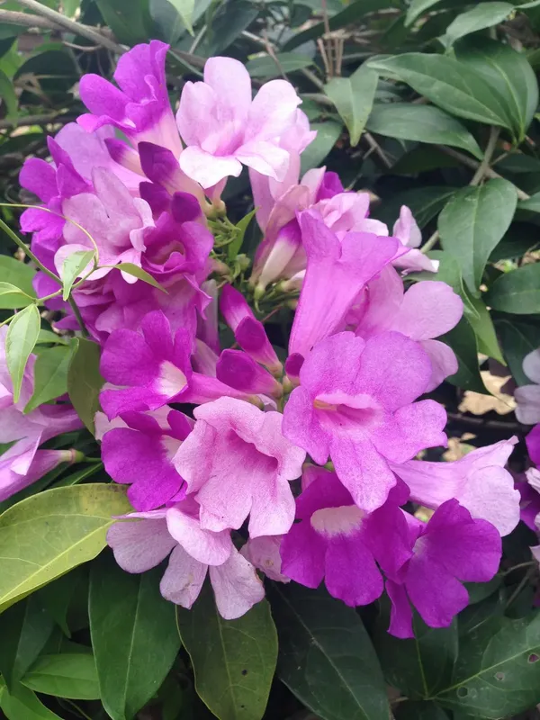 Mansoa_Alliacea/Garlic_Vine_Flower_Shrub_Plant_For_Enhance_Your_Home/Garden_Beauty_(Pack_Of_1)