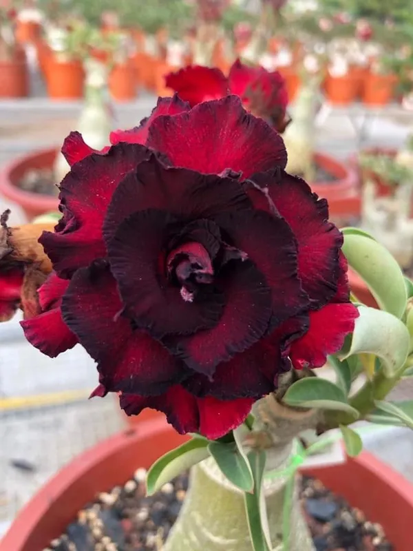 Marron_Adenium_Obesum_(Desert_Rose)_Flower_Low_Maintenance_Garden_Plant