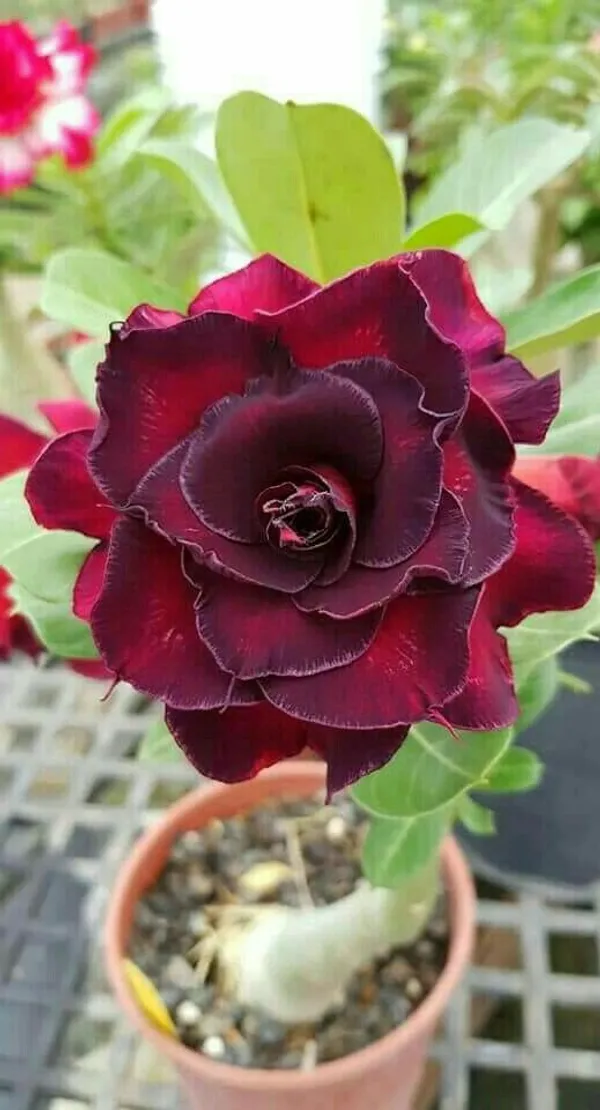 Marron_Adenium_Obesum_(Desert_Rose)_Flower_Low_Maintenance_Garden_Plant