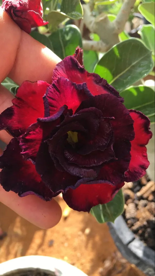 Marron_Adenium_Obesum_(Desert_Rose)_Flower_Low_Maintenance_Garden_Plant