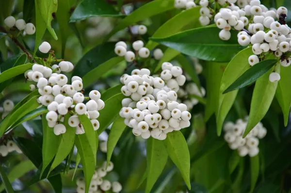Mata_Kucing_Berry/Cat_Eye_Fruit_Plant_&_Tree_(1.5-3.5_Ft_Height)_For_Home_Garden,_Pack_Of_1