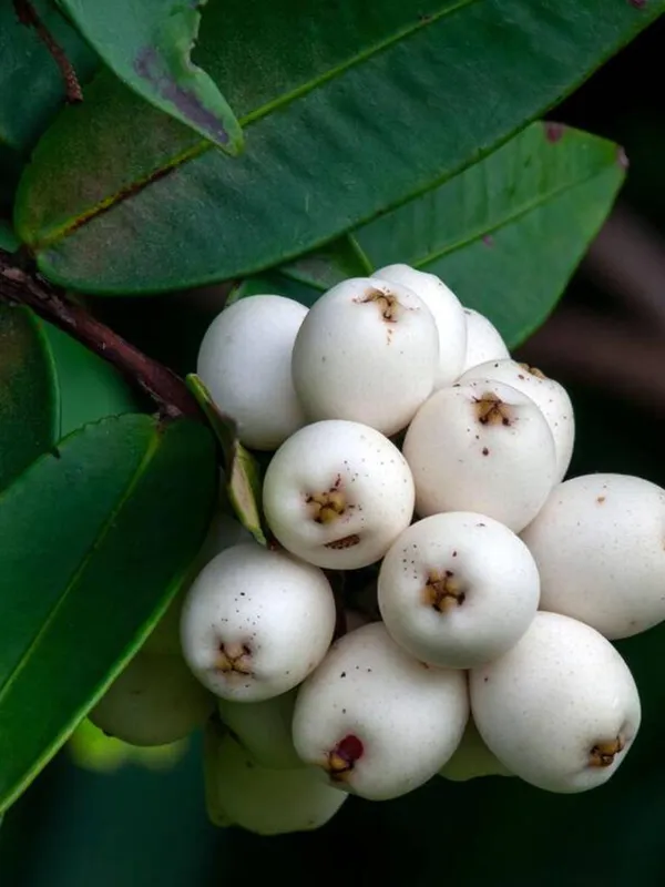 Mata_Kucing_Berry/Cat_Eye_Fruit_Plant_&_Tree_(1.5-3.5_Ft_Height)_For_Home_Garden,_Pack_Of_1