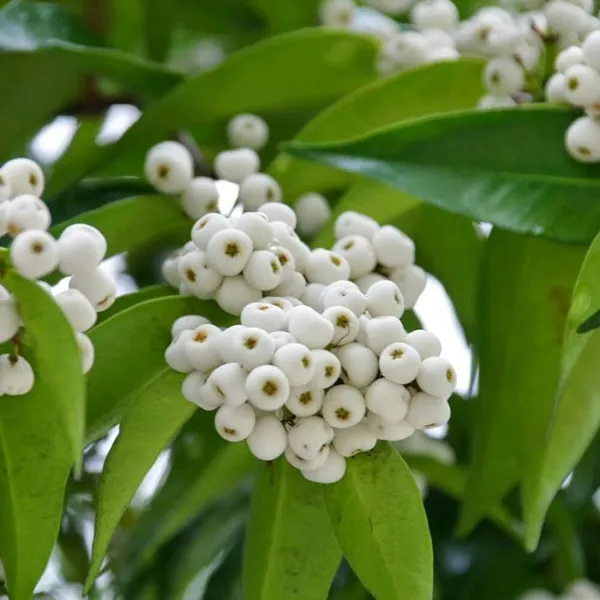 Mata_Kucing_Berry/Cat_Eye_Fruit_Plant_&_Tree_(1.5-3.5_Ft_Height)_For_Home_Garden,_Pack_Of_1