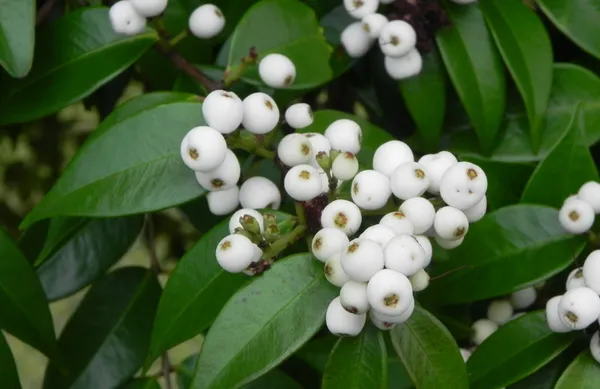 Mata_Kucing_Berry/Cat_Eye_Fruit_Plant_&_Tree_(1.5-3.5_Ft_Height)_For_Home_Garden,_Pack_Of_1