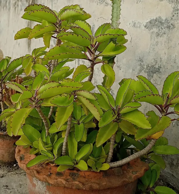 Miracle_Leaf_(Kalanchoe_pinnata)_Patharchatta_Plant_-_Low_Maintenance_Succulent_&_Traditional_Herbal_Plant_for_Home_&_Garden