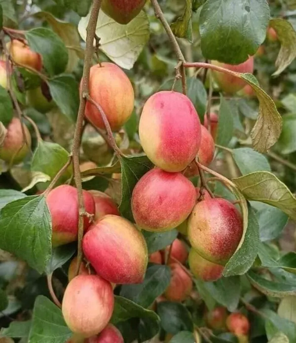 Miss_India/Bharat_Sundari_/_Ball_Sundari__Hybrid_Ber_Apple_Plant_&_Tree_(1.5-3.5_Ft_Height)_For_Your_Home_Garden,_Pack_Of_1