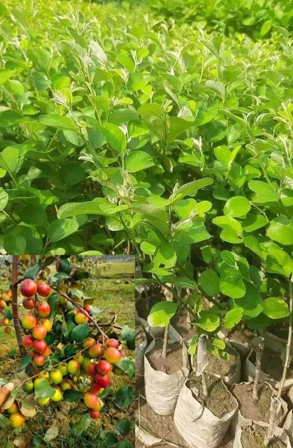 Miss_India/Bharat_Sundari_/_Ball_Sundari__Hybrid_Ber_Apple_Plant_&_Tree_(1.5-3.5_Ft_Height)_For_Your_Home_Garden,_Pack_Of_1