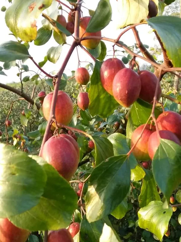 Miss_India/Bharat_Sundari_/_Ball_Sundari__Hybrid_Ber_Apple_Plant_&_Tree_(1.5-3.5_Ft_Height)_For_Your_Home_Garden,_Pack_Of_1