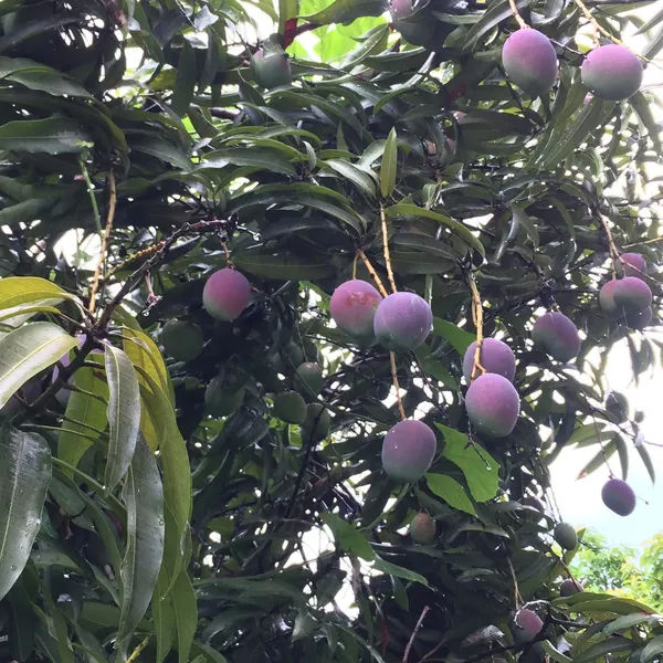 Miyazaki_(Purple)_Delicious_Mango_Plant_&_Tree_(1.5-3.5_Ft_Height)_Pack_Of_1