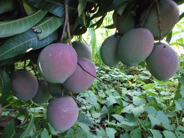 Miyazaki_(Purple)_Delicious_Mango_Plant_&_Tree_(1.5-3.5_Ft_Height)_Pack_Of_1