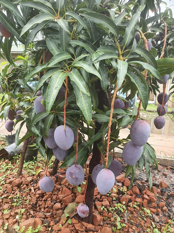 Miyazaki_(Purple)_Delicious_Mango_Plant_&_Tree_(1.5-3.5_Ft_Height)_Pack_Of_1