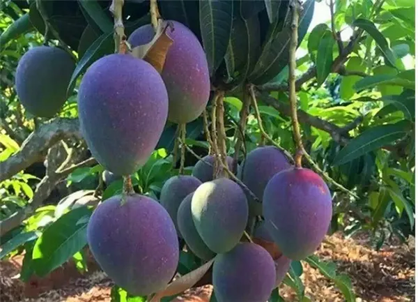 Miyazaki_(Purple)_Delicious_Mango_Plant_&_Tree_(1.5-3.5_Ft_Height)_Pack_Of_1