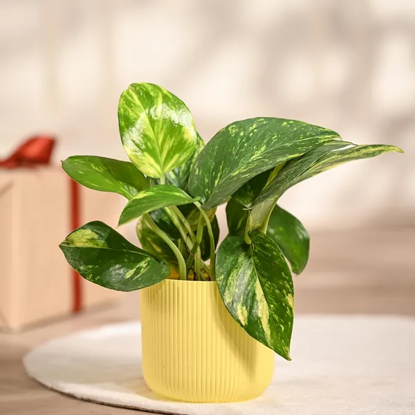 Money_Plant_Variegated_|_Easy-Care_Indoor_Plant_for_Home_&_Office_|_Air-Purifying_Feng_Shui_Good_Luck_Plant