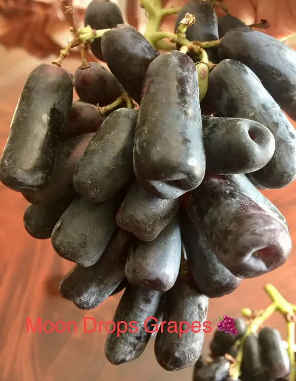 Moon_Drops_Black_Grape_Sweet_Long_Finger_Seedless_Angoor_(Special_Variety)_healthy_Hybrid_Plant_Pack_of_1_(Fruit_After_1_Year)