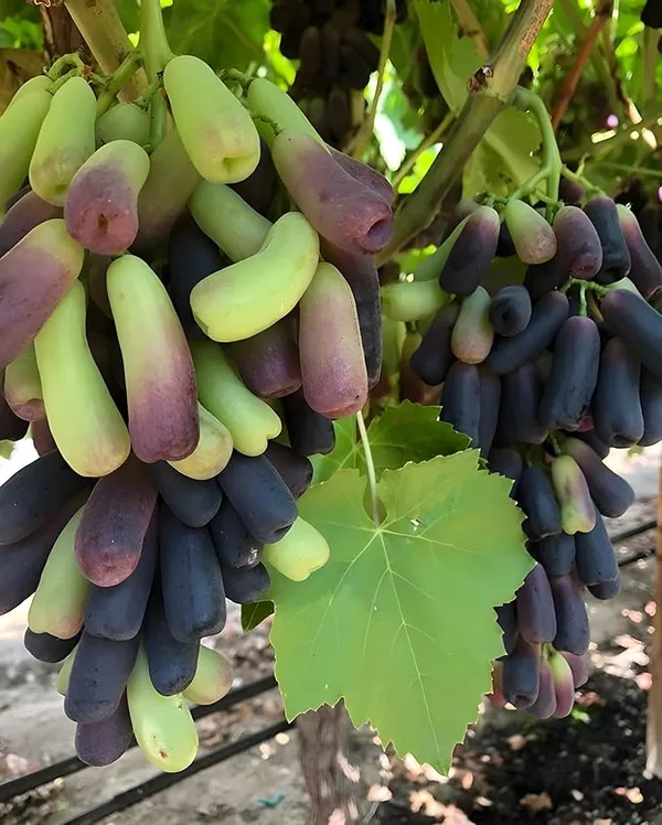 Moon_Drops_Black_Grape_Sweet_Long_Finger_Seedless_Angoor_(Special_Variety)_healthy_Hybrid_Plant_Pack_of_1_(Fruit_After_1_Year)