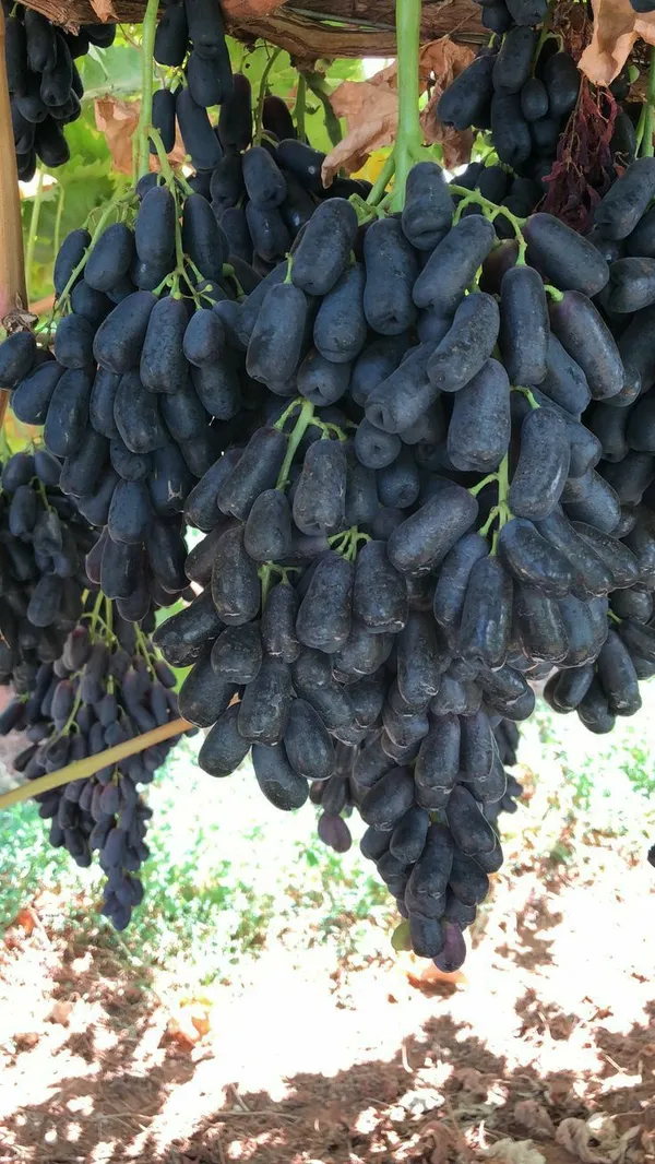 Moon_Drops_Black_Grape_Sweet_Long_Finger_Seedless_Angoor_(Special_Variety)_healthy_Hybrid_Plant_Pack_of_1_(Fruit_After_1_Year)