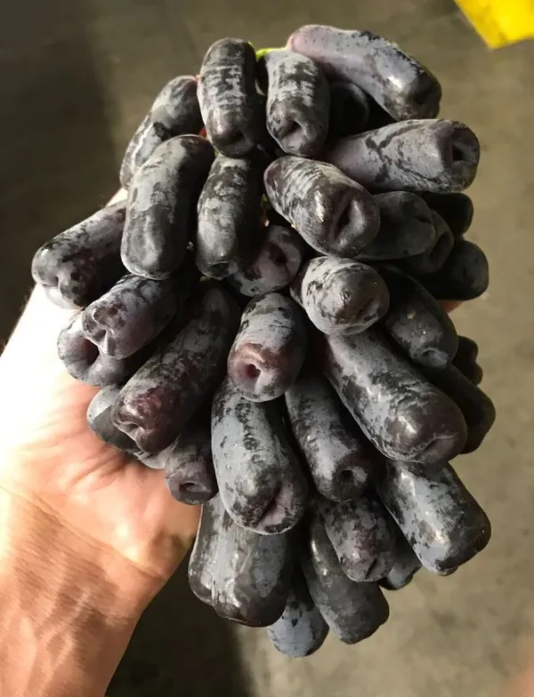 Moon_Drops_Black_Grape_Sweet_Long_Finger_Seedless_Angoor_(Special_Variety)_healthy_Hybrid_Plant_Pack_of_1_(Fruit_After_1_Year)