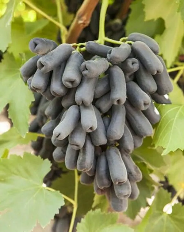 Moon_Drops_Black_Grape_Sweet_Long_Finger_Seedless_Angoor_(Special_Variety)_healthy_Hybrid_Plant_Pack_of_1_(Fruit_After_1_Year)