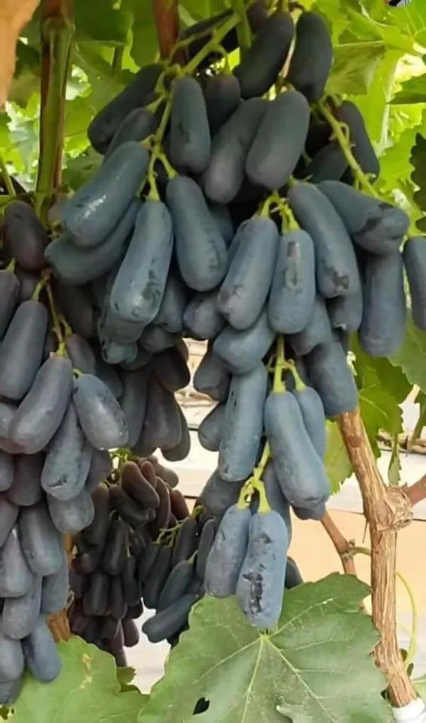 Moon_Drops_Black_Grape_Sweet_Long_Finger_Seedless_Angoor_(Special_Variety)_healthy_Hybrid_Plant_Pack_of_1_(Fruit_After_1_Year)