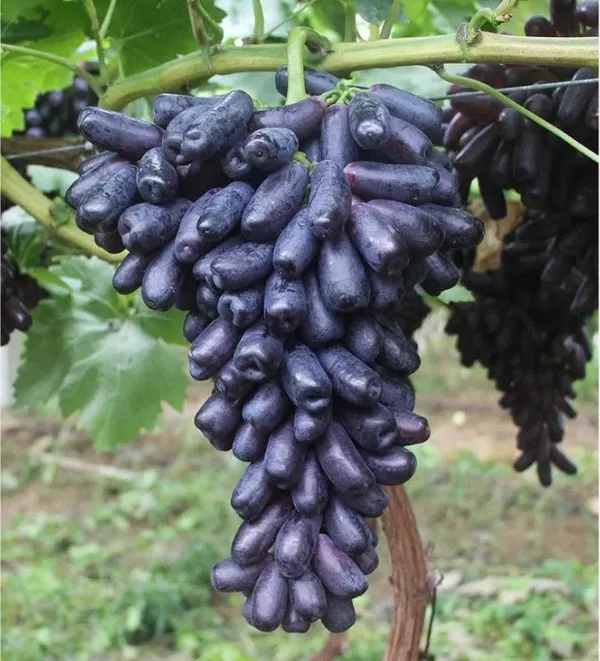 Moon_Drops_Black_Grape_Sweet_Long_Finger_Seedless_Angoor_(Special_Variety)_healthy_Hybrid_Plant_Pack_of_1_(Fruit_After_1_Year)