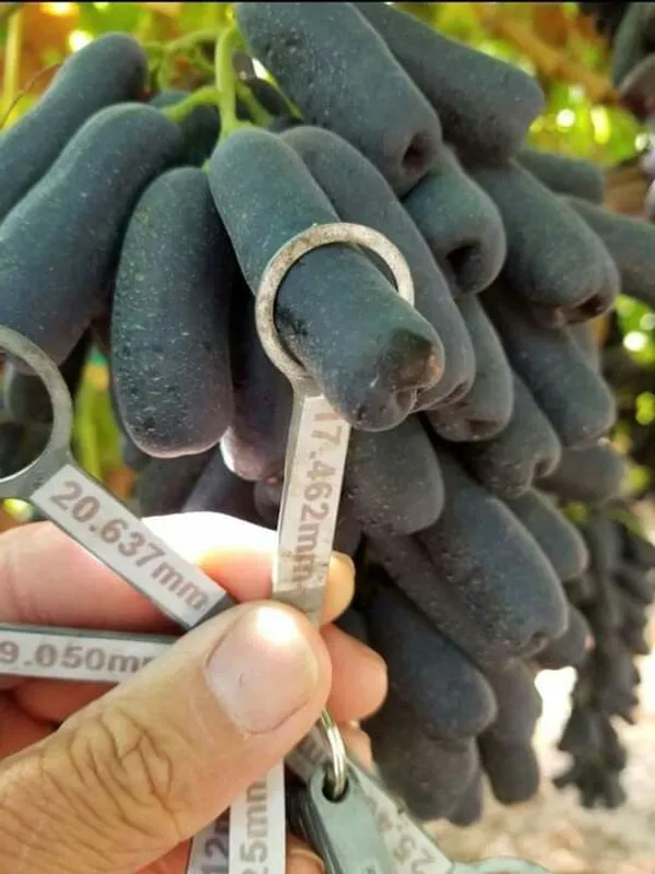 Moon_Drops_Black_Grape_Sweet_Long_Finger_Seedless_Angoor_(Special_Variety)_healthy_Hybrid_Plant_Pack_of_1_(Fruit_After_1_Year)
