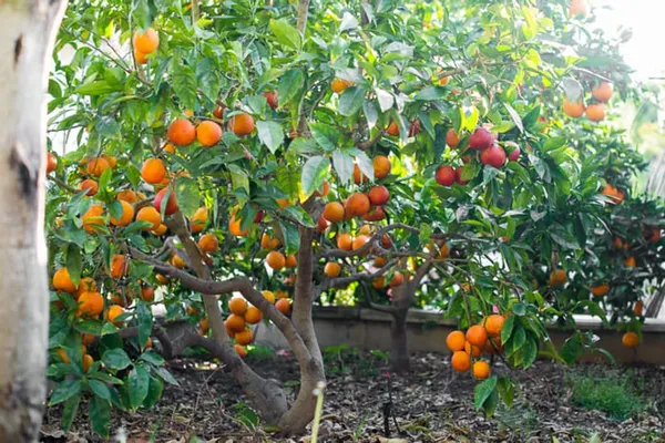 Moro_Blood_Orange_Nutritious_Fruit_Plant_&_Tree_For_Home_Garden_(1.5-3.5_Ft_Height)_Pack_Of_1