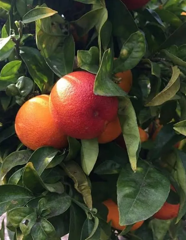 Moro_Blood_Orange_Nutritious_Fruit_Plant_&_Tree_For_Home_Garden_(1.5-3.5_Ft_Height)_Pack_Of_1