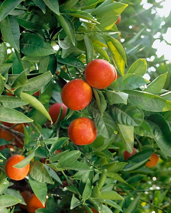 Moro_Blood_Orange_Nutritious_Fruit_Plant_&_Tree_For_Home_Garden_(1.5-3.5_Ft_Height)_Pack_Of_1