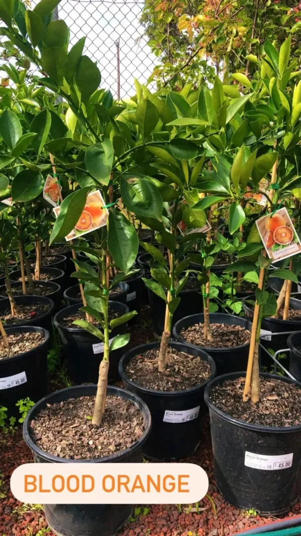 Moro_Blood_Orange_Nutritious_Fruit_Plant_&_Tree_For_Home_Garden_(1.5-3.5_Ft_Height)_Pack_Of_1