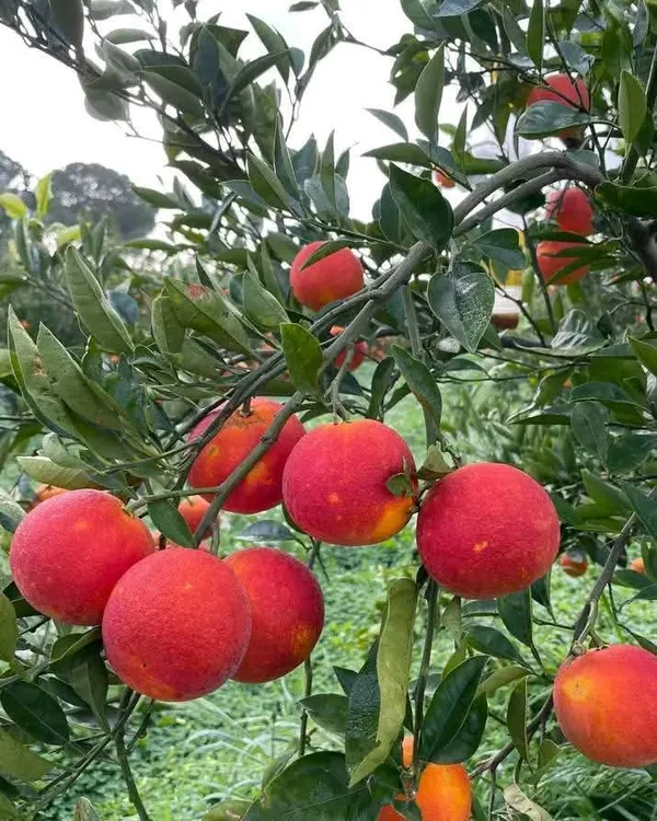 Moro_Blood_Orange_Nutritious_Fruit_Plant_&_Tree_For_Home_Garden_(1.5-3.5_Ft_Height)_Pack_Of_1