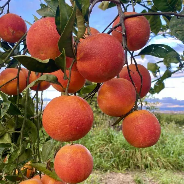 Moro_Blood_Orange_Nutritious_Fruit_Plant_&_Tree_For_Home_Garden_(1.5-3.5_Ft_Height)_Pack_Of_1