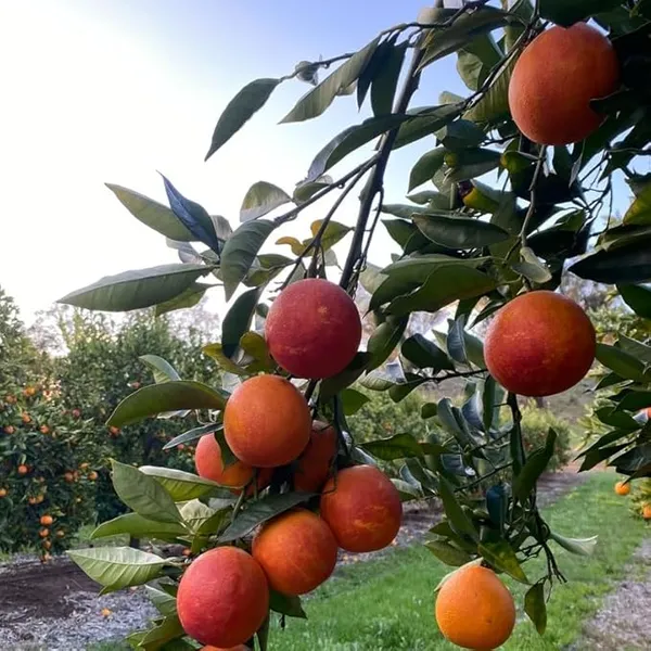 Moro_Blood_Orange_Nutritious_Fruit_Plant_&_Tree_For_Home_Garden_(1.5-3.5_Ft_Height)_Pack_Of_1