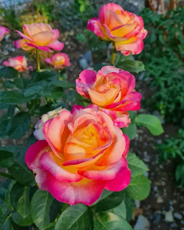 Most_Attractive_Bicolor_Rose_Flower_Plant_&_Tree_(1.5-3.5_Ft_Height)__For_Shrub/Bush/Home_Decor/Gardening,_Well_Watered_Hybrid_Rose_Plant_(Pack_Of_1)