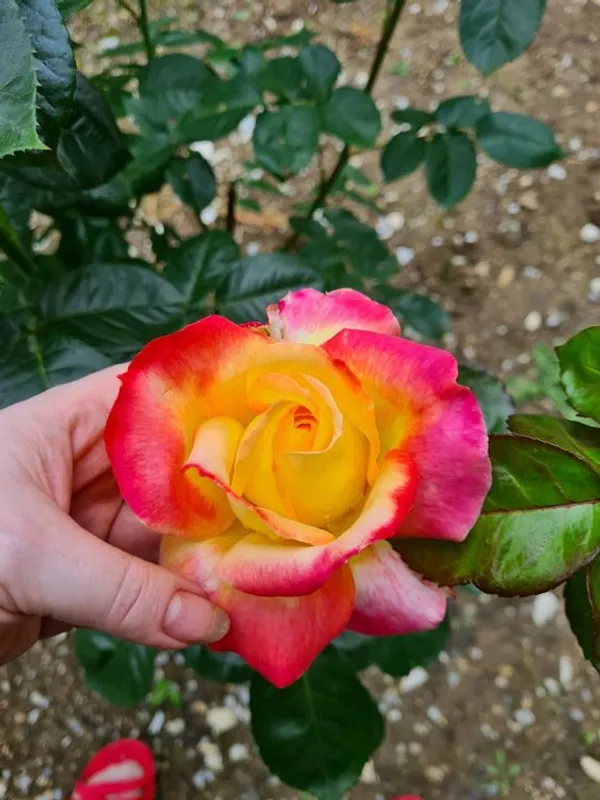 Most_Attractive_Bicolor_Rose_Flower_Plant_&_Tree_(1.5-3.5_Ft_Height)__For_Shrub/Bush/Home_Decor/Gardening,_Well_Watered_Hybrid_Rose_Plant_(Pack_Of_1)