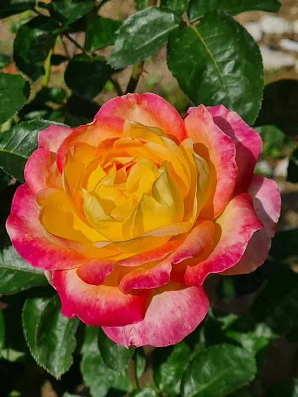 Most_Attractive_Bicolor_Rose_Flower_Plant_&_Tree_(1.5-3.5_Ft_Height)__For_Shrub/Bush/Home_Decor/Gardening,_Well_Watered_Hybrid_Rose_Plant_(Pack_Of_1)