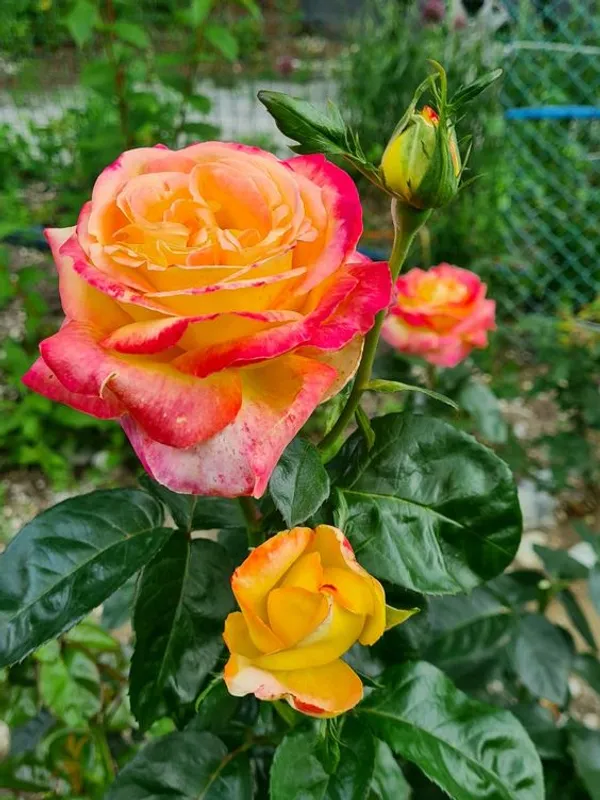 Most_Attractive_Bicolor_Rose_Flower_Plant_&_Tree_(1.5-3.5_Ft_Height)__For_Shrub/Bush/Home_Decor/Gardening,_Well_Watered_Hybrid_Rose_Plant_(Pack_Of_1)