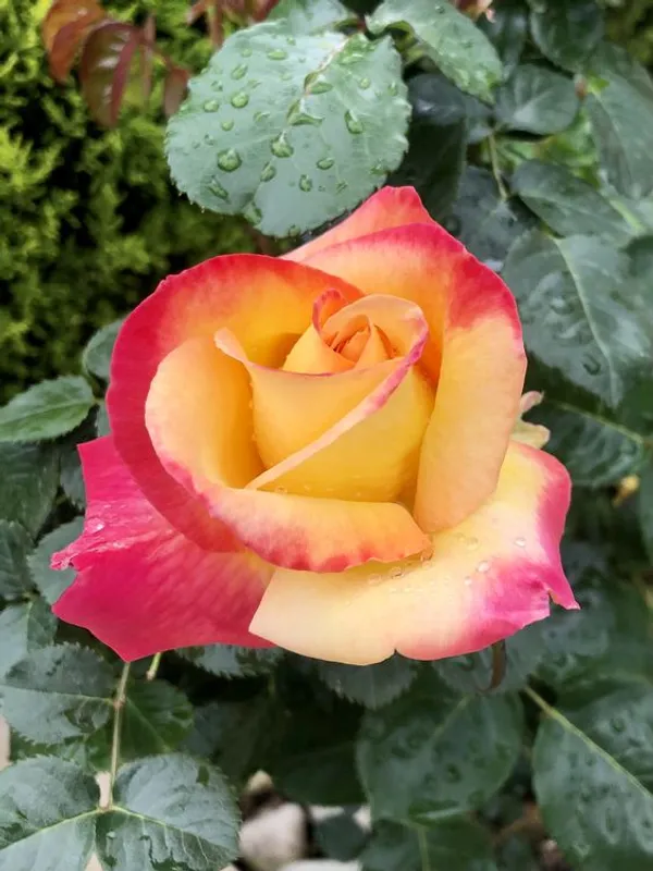 Most_Attractive_Bicolor_Rose_Flower_Plant_&_Tree_(1.5-3.5_Ft_Height)__For_Shrub/Bush/Home_Decor/Gardening,_Well_Watered_Hybrid_Rose_Plant_(Pack_Of_1)