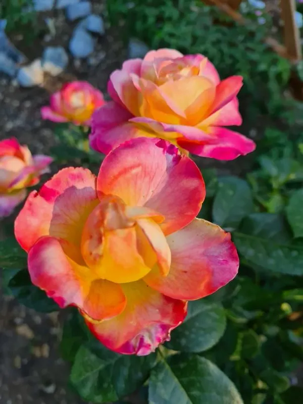 Most_Attractive_Bicolor_Rose_Flower_Plant_&_Tree_(1.5-3.5_Ft_Height)__For_Shrub/Bush/Home_Decor/Gardening,_Well_Watered_Hybrid_Rose_Plant_(Pack_Of_1)