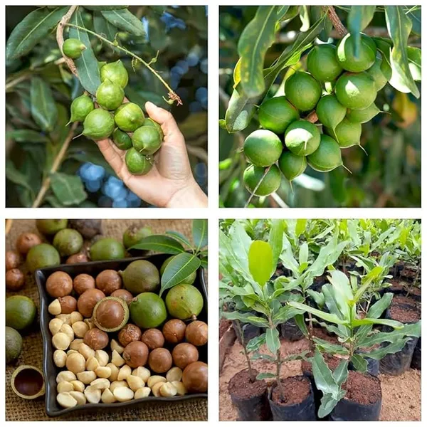 Most_Costly_Macadamia_Nut_Plant_&_Tree_(1.5-3.5_Ft_Height)_For_Home_Garden_Macadamia_Nut_Healthy_Fruit_Plant_(Pack_Of_1)