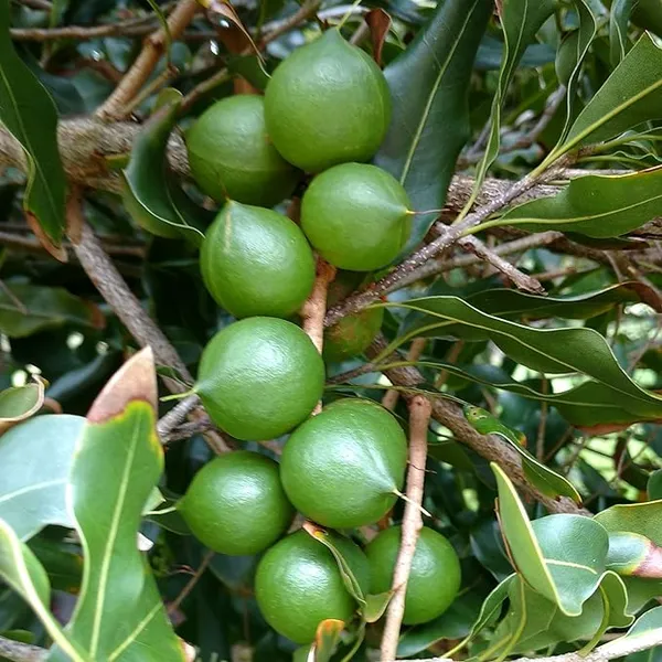 Most_Costly_Macadamia_Nut_Plant_&_Tree_(1.5-3.5_Ft_Height)_For_Home_Garden_Macadamia_Nut_Healthy_Fruit_Plant_(Pack_Of_1)