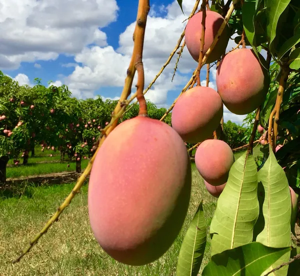 Most_Expensive_American_Red_Palmer_Delicious_Mango_Plant_&_Tree_(1.5-3.5_Ft_Height)_For_Home_Garden,_Pack_Of_1