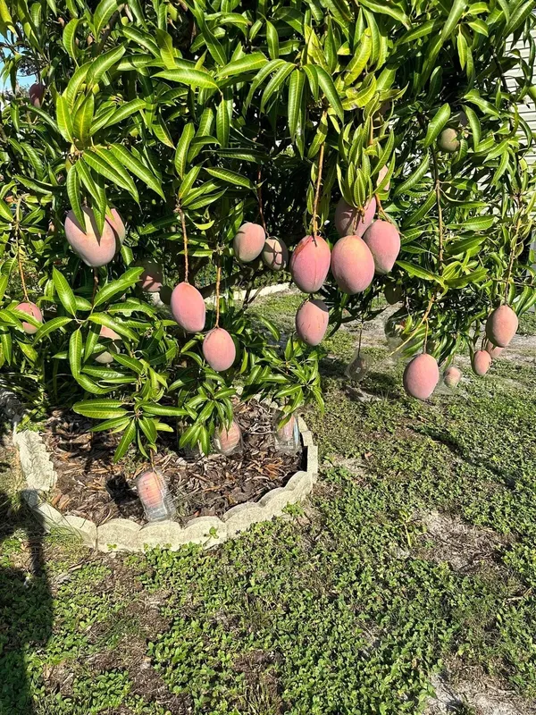 Most_Expensive_American_Red_Palmer_Delicious_Mango_Plant_&_Tree_(1.5-3.5_Ft_Height)_For_Home_Garden,_Pack_Of_1