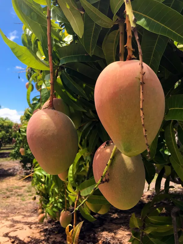 Most_Expensive_American_Red_Palmer_Delicious_Mango_Plant_&_Tree_(1.5-3.5_Ft_Height)_For_Home_Garden,_Pack_Of_1