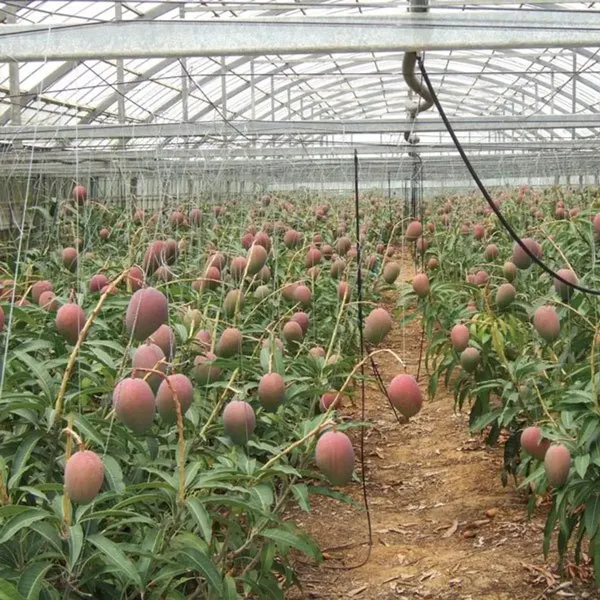 Most_Expensive_American_Red_Palmer_Delicious_Mango_Plant_&_Tree_(1.5-3.5_Ft_Height)_For_Home_Garden,_Pack_Of_1