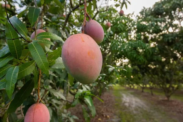 Most_Expensive_American_Red_Palmer_Delicious_Mango_Plant_&_Tree_(1.5-3.5_Ft_Height)_For_Home_Garden,_Pack_Of_1