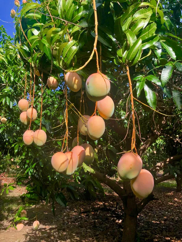 Most_Expensive_American_Red_Palmer_Delicious_Mango_Plant_&_Tree_(1.5-3.5_Ft_Height)_For_Home_Garden,_Pack_Of_1