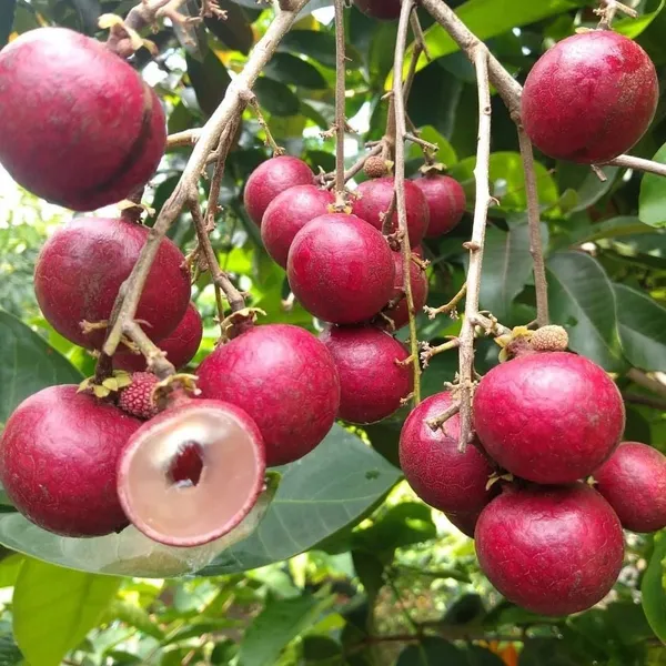 Most_Expensive_Ruby_Longon_High-Quality_Grafted_Variety_Fast-Growing_Fruit_Tree_for_Home_Garden_(Pack_Of_1)