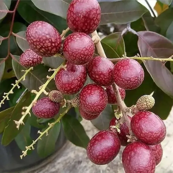 Most_Expensive_Ruby_Longon_High-Quality_Grafted_Variety_Fast-Growing_Fruit_Tree_for_Home_Garden_(Pack_Of_1)