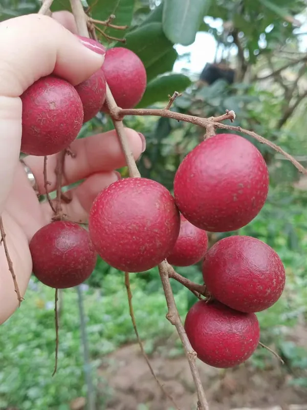 Most_Expensive_Ruby_Longon_High-Quality_Grafted_Variety_Fast-Growing_Fruit_Tree_for_Home_Garden_(Pack_Of_1)