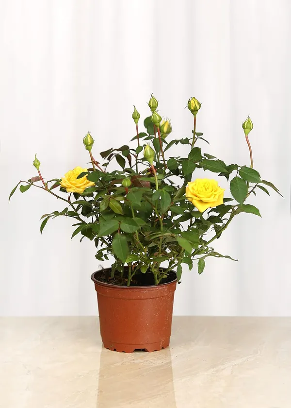 Most_Gorgeous_Yellow_Rose_Climbing_Flower_Plant_For_Shrub/Bush/Sweet_Home_Garden_Hybrid_Yellow_Rose_Plant_(Grafted,_Pack_Of_1)
